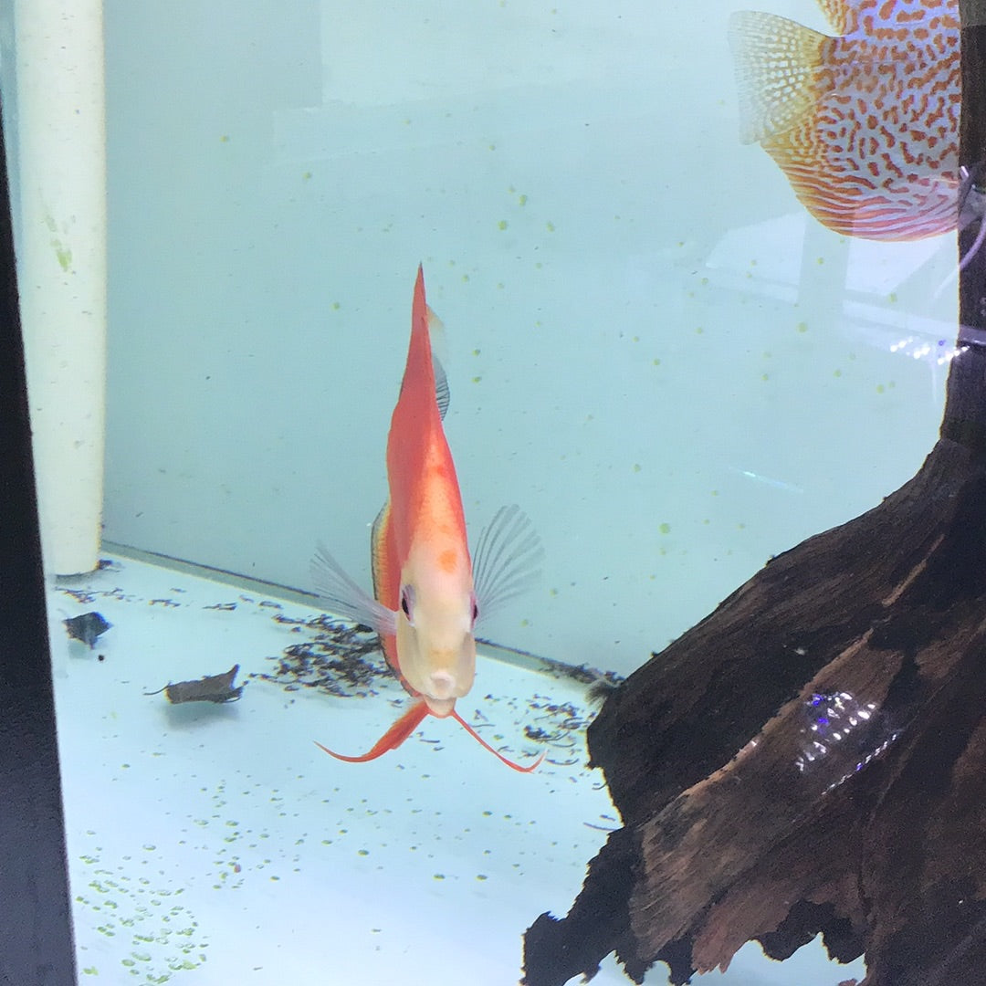 Red Melon Discus (Symphysodon sp.)