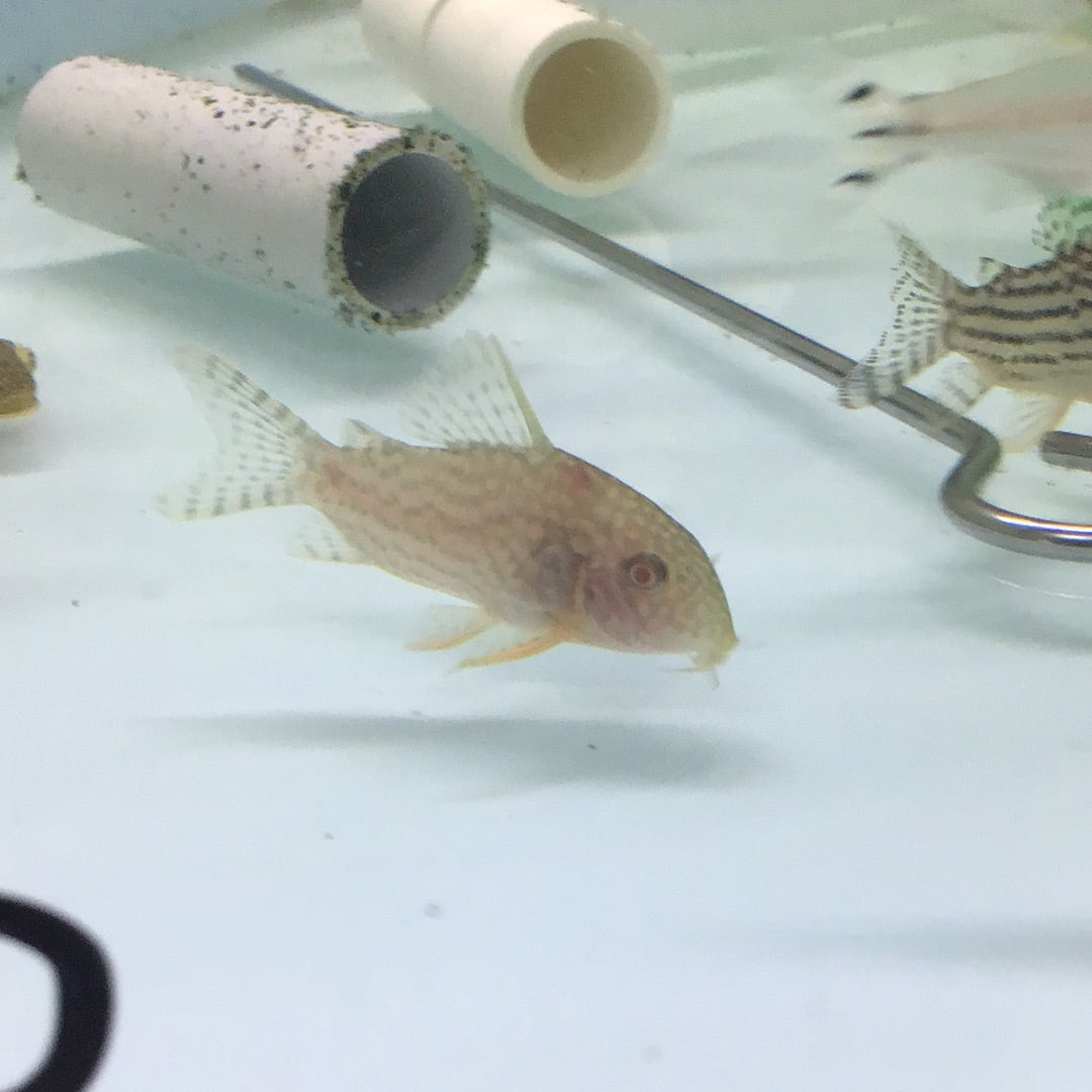 Albino Sterbai Corydoras (Corydoras sterbai)