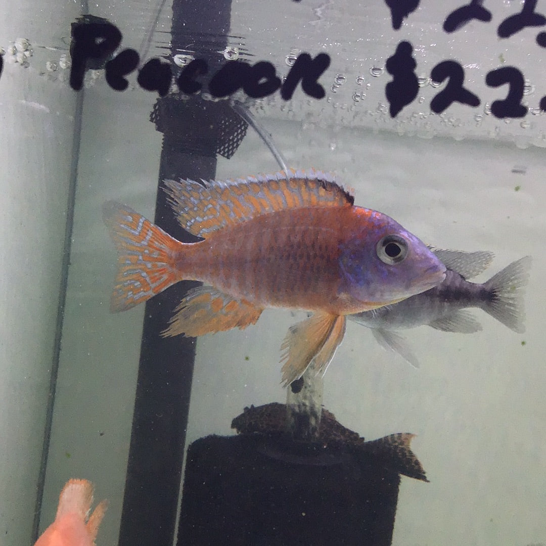 Red Ruben Peacock Cichlid (Aulonocara stuartgranti)
