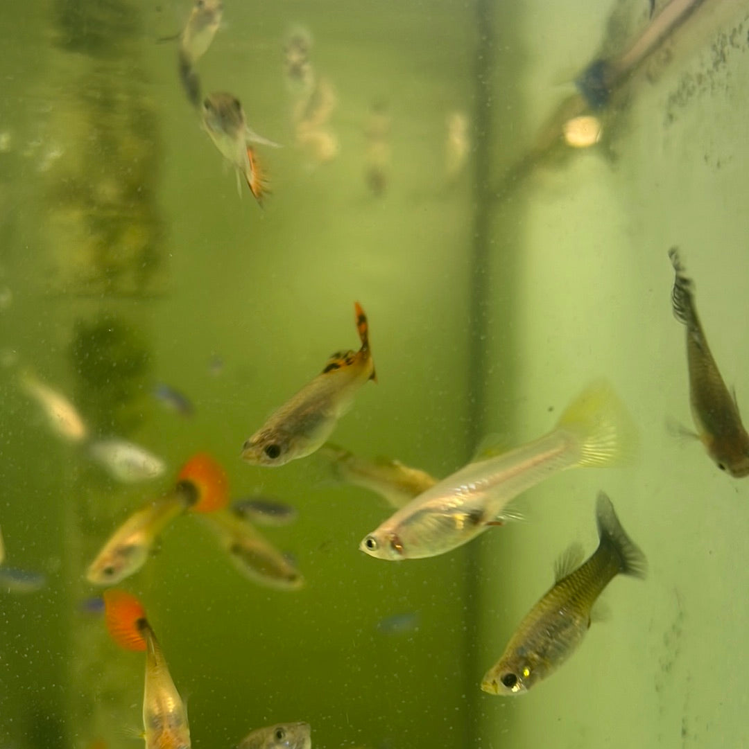 Assorted Guppies (Poecilia reticulata)