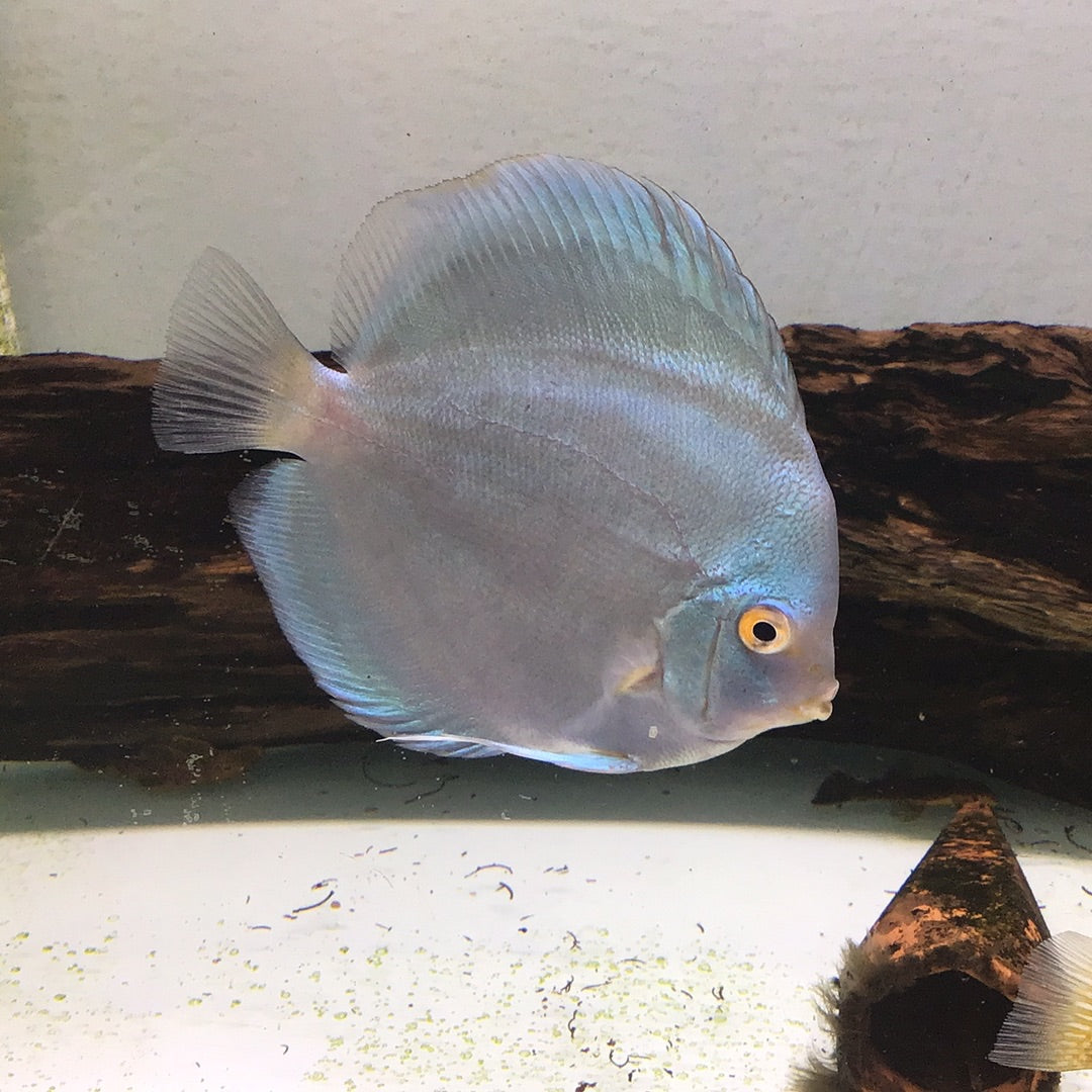 Blue Diamond Discus (Symphysodon sp.)