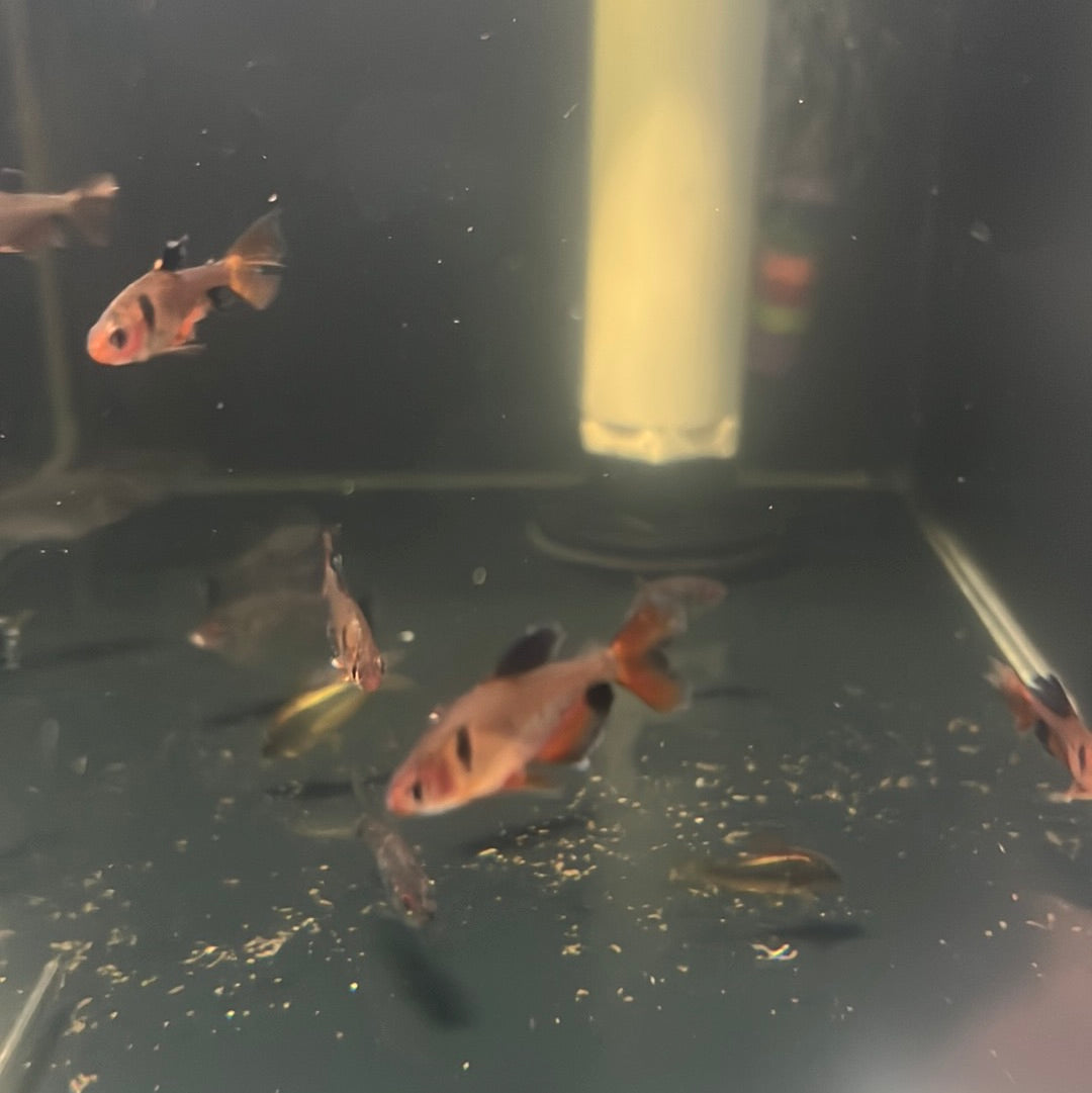 Longfin Serpae Tetra (Hyphessobrycon eques)