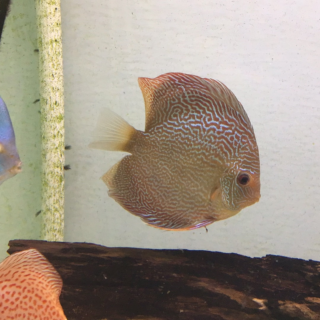 Snake Skin Discus (Symphysodon sp.)