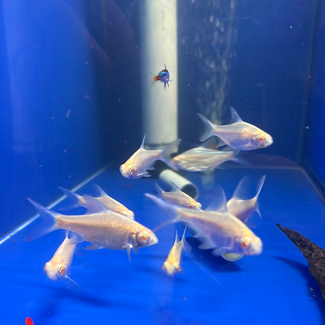 Albino TinFoil Barb (Barbus schwanenfeldi)