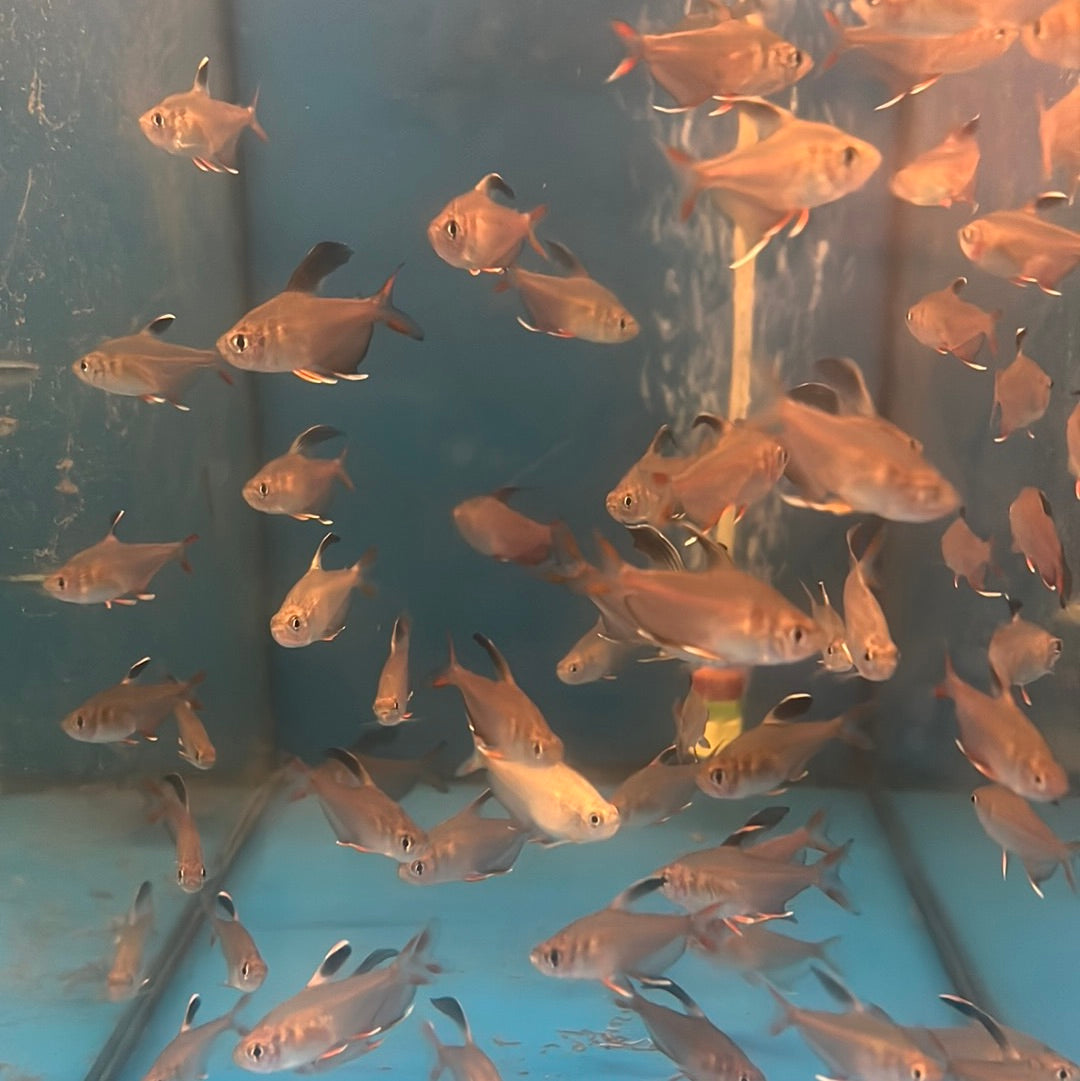 Rosy Tetra (Hyphessobrycon rosaceus)