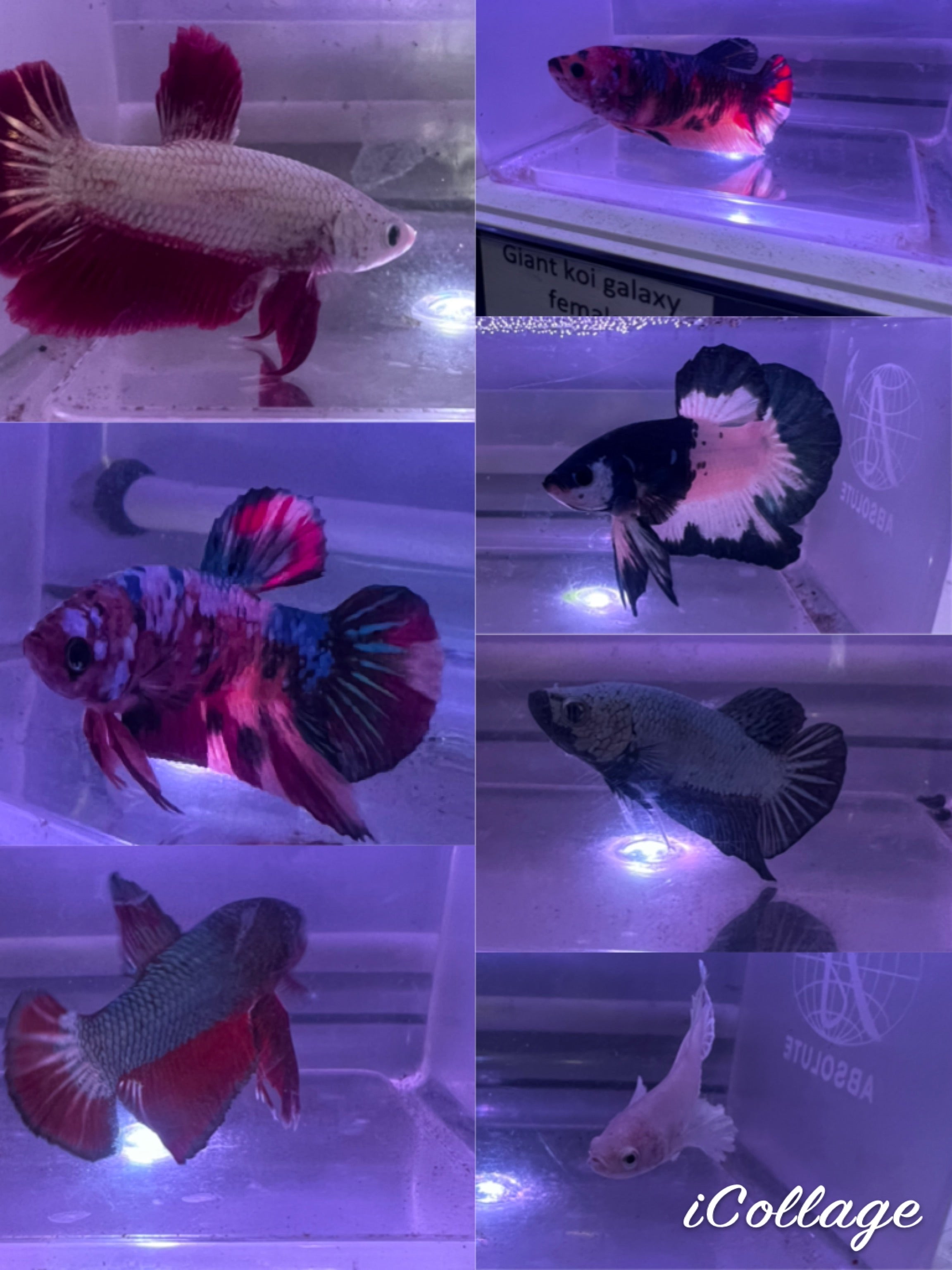Bettas - Buy Betta Fish (Fighting Fish) Online Australia – Tropical ...