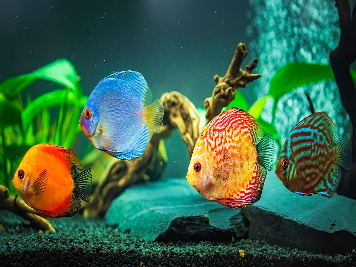 Live Fish – Tropical Aquarium