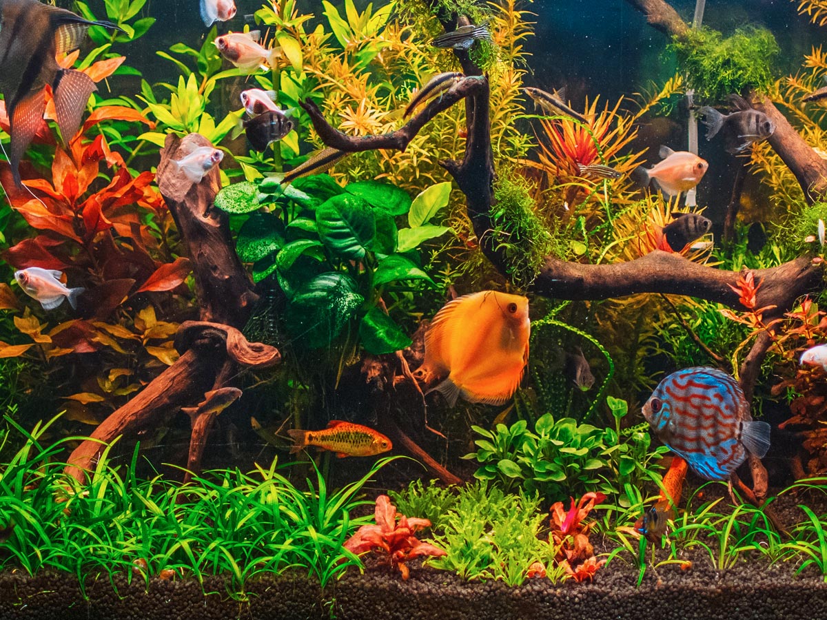 Buy Plants For Fish Tanks Online – Tropical Aquarium