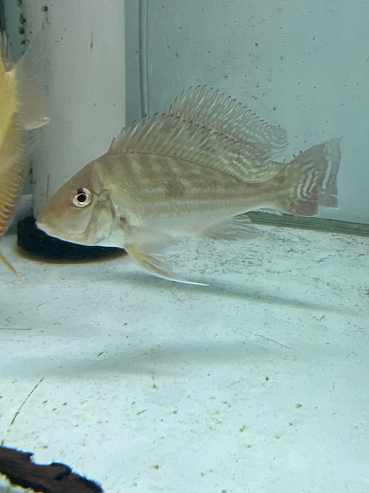 Stripetail Eartheater (Geophagus winemilleri)