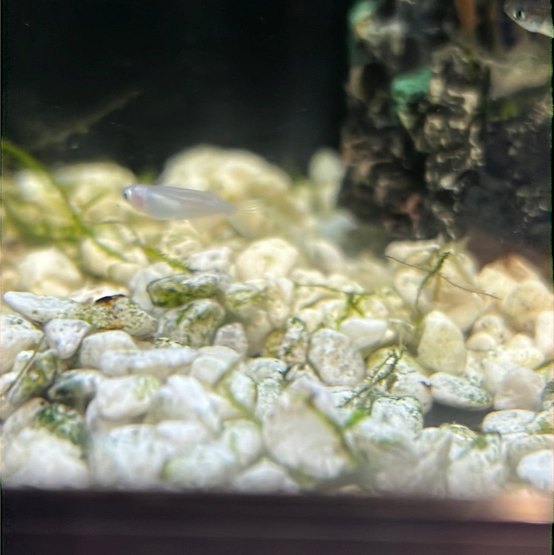 Medaka Rice fish (Oryzias Latipes) Platinum