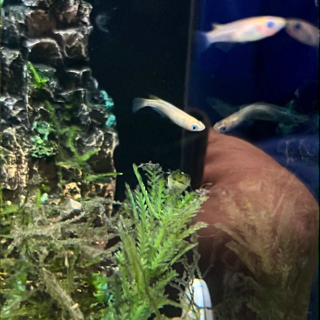 Medaka Rice fish - Youkihi (Oryzias Latipes) orange – Tropical Aquarium