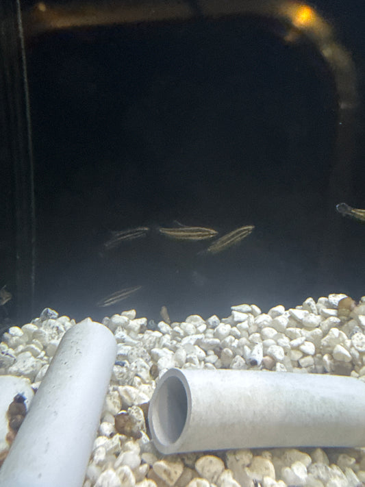 Licorice Gourami (Parosphromenus Deissneri)