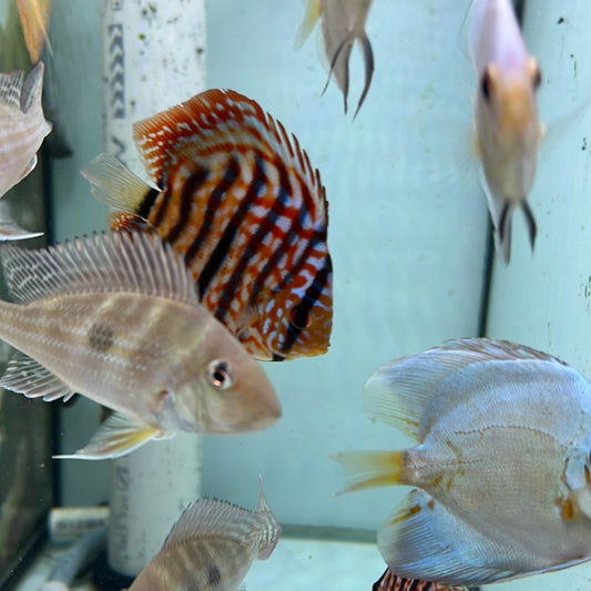 Red Turquoise Discus (Symphysodon sp.)