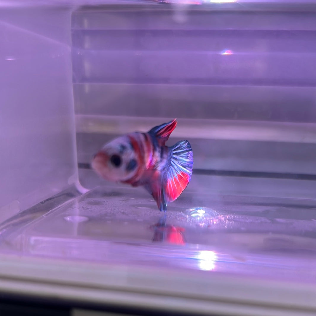 Bettas - Buy Betta Fish (Fighting Fish) Online Australia – Page 2 ...