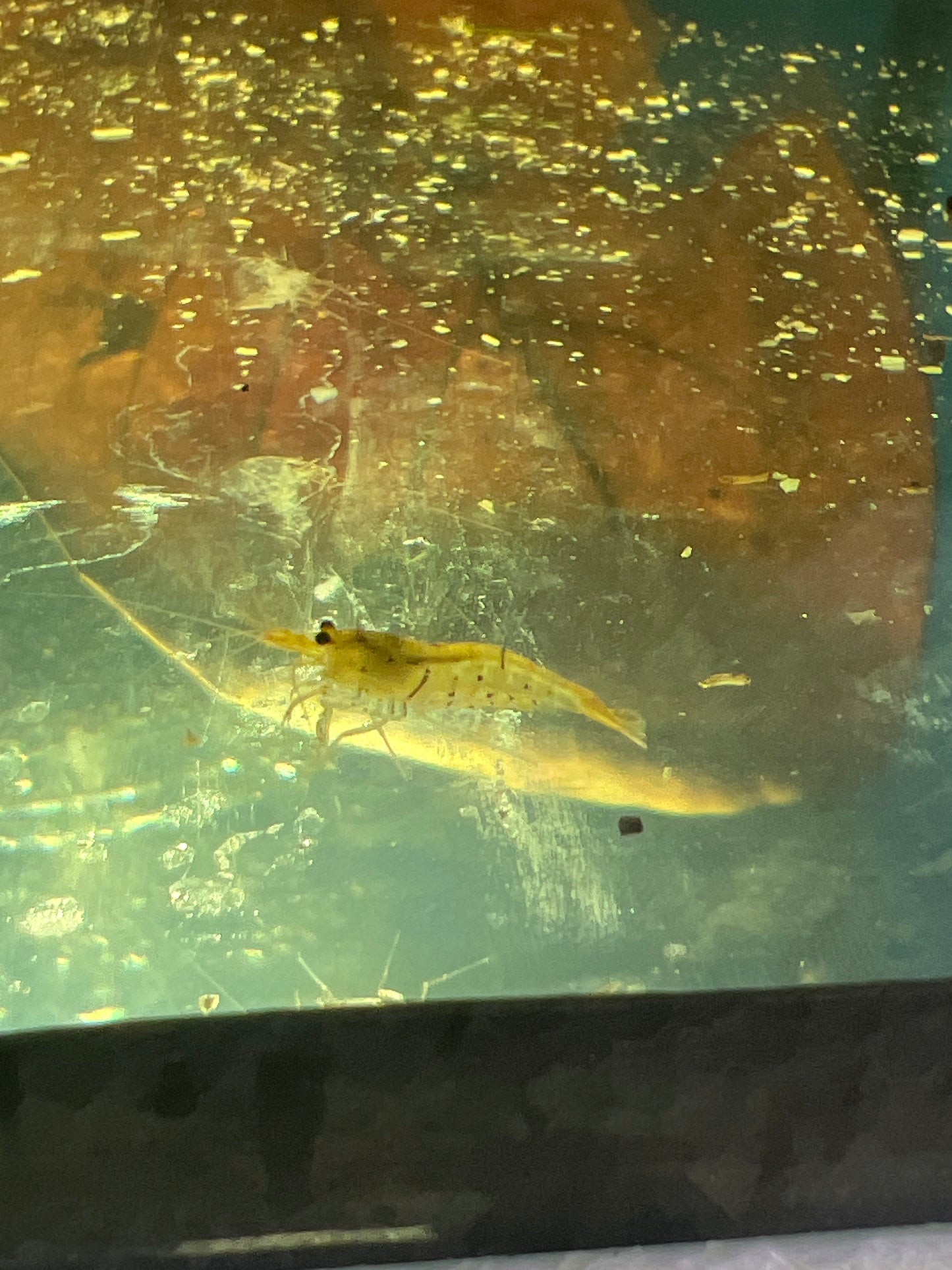 Tangerine tiger shrimp (Caridina serrata)