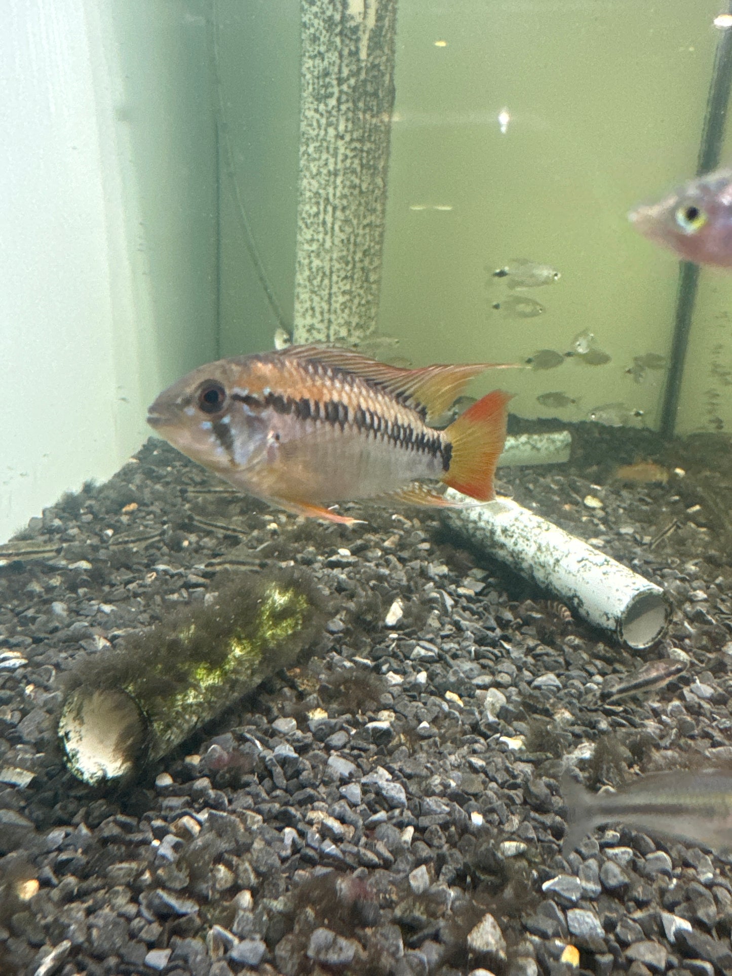 Apistogramma Macmasteri (Apistogramma macmasteri)