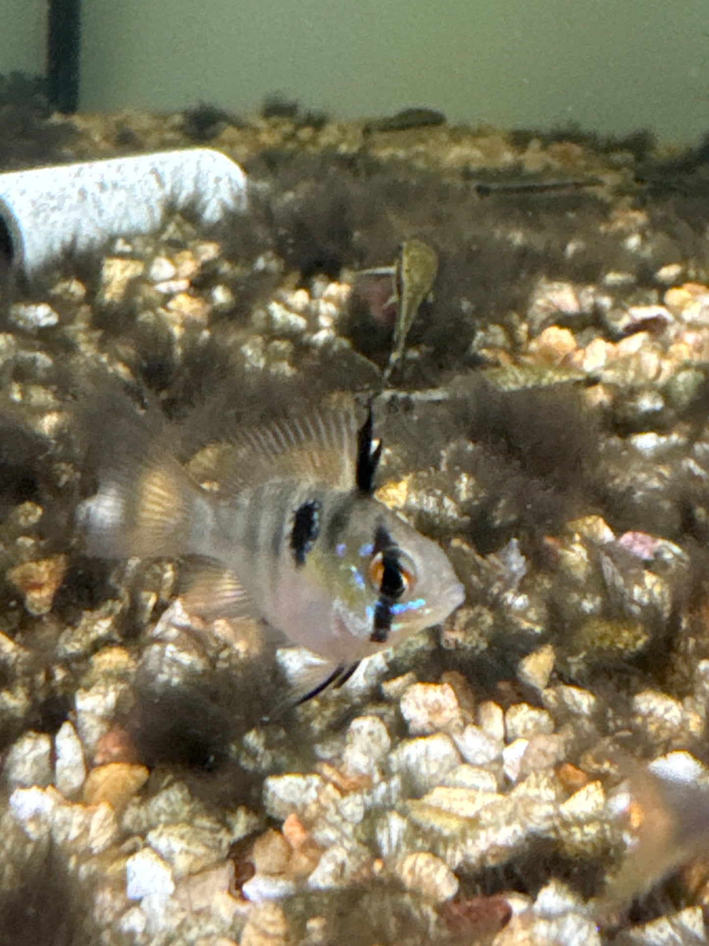 Longfin Blue Balloon Rams (Mikrogeophagus ramirezi)