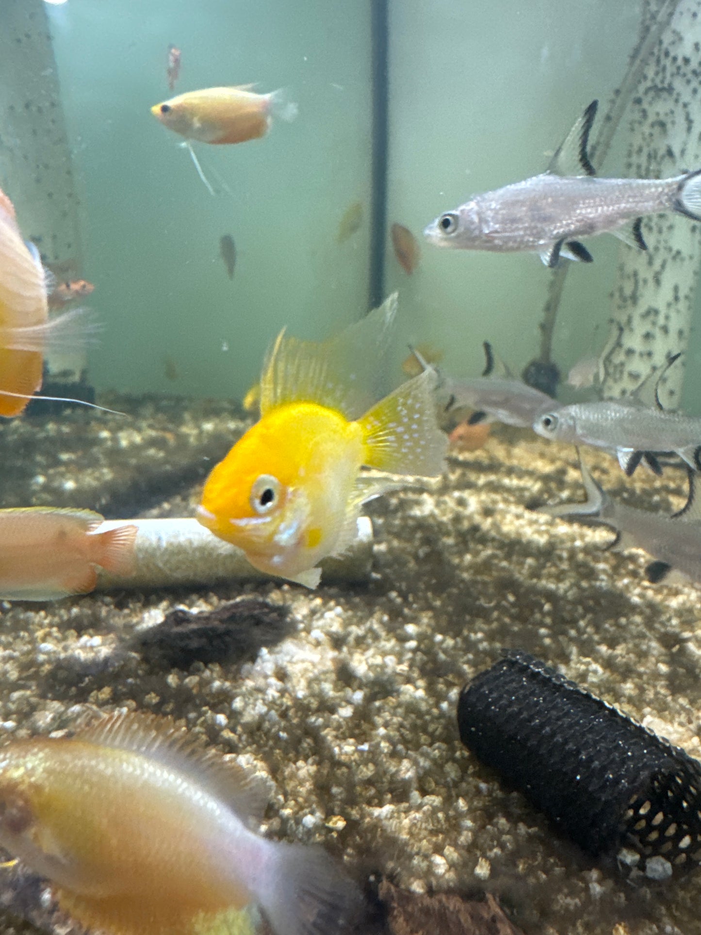 Balloon Sunshine Gold Ram (Mikrogeophagus ramirezi)