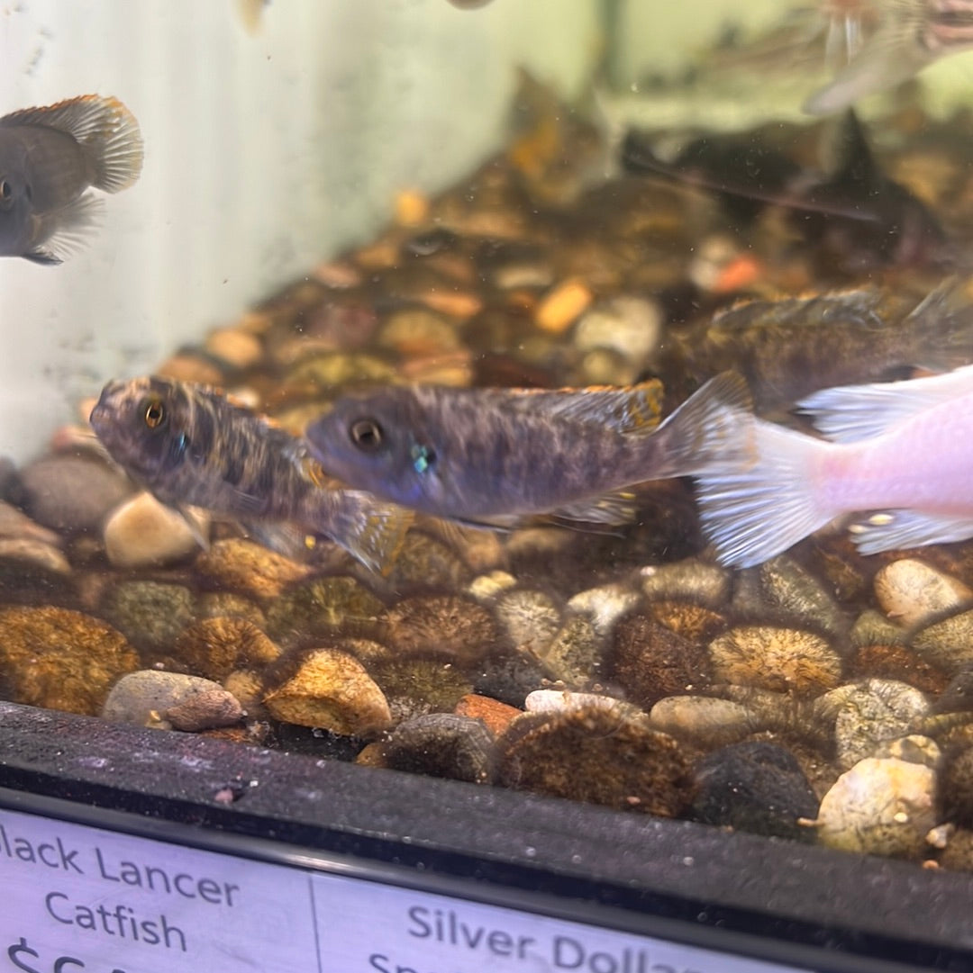 Orange blotch zebra blueberry cichlid