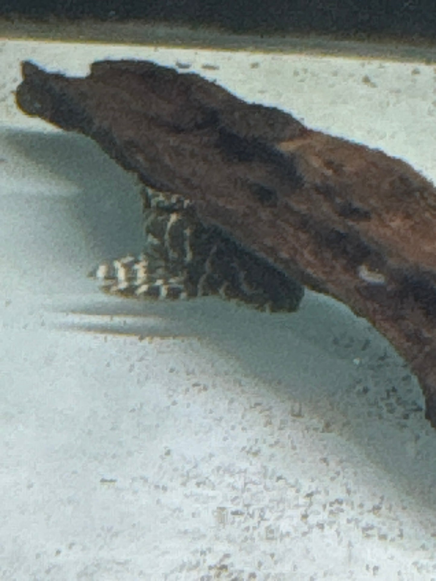 L340 mega clown pleco