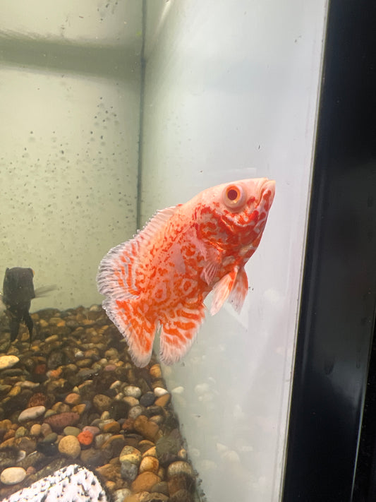 Red Nemo Oscar (Astronotus ocellatus)