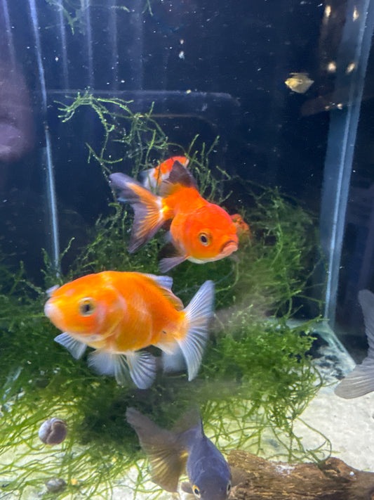 Assorted Oranda (Carassius Auratus)