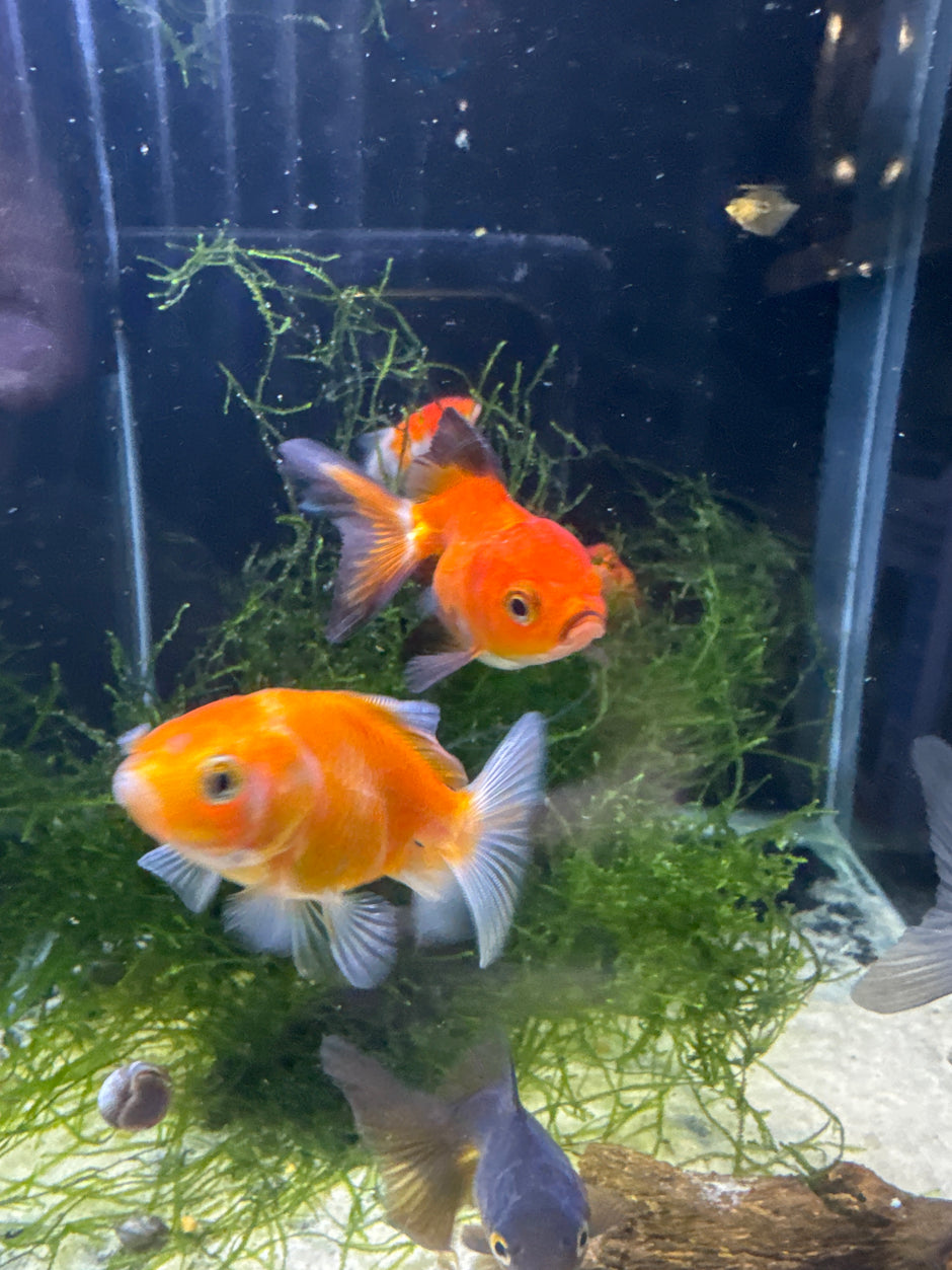 Buy Goldfish Online Australia – Tropical Aquarium