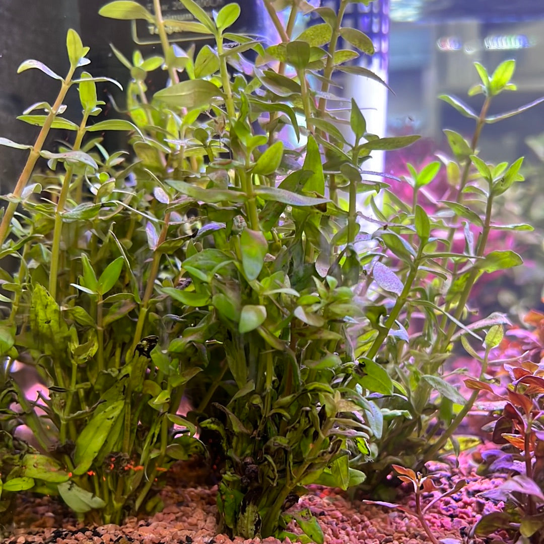 Nesea Triflora s092 – Tropical Aquarium