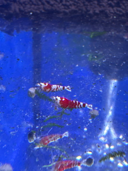 red fancy tigers (Caridina)