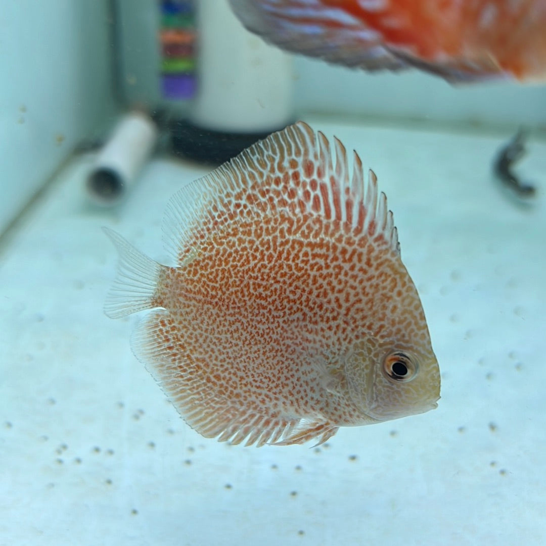 Super King Viper Discus (Symphysodon sp.)