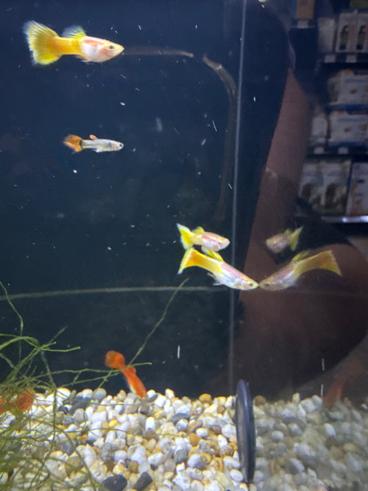 Guppies yellow (Poecilia reticulata)