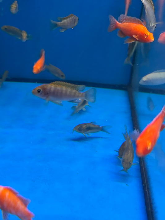 Red Top Hongi Cichlid (Labidochromis Hongi Red)