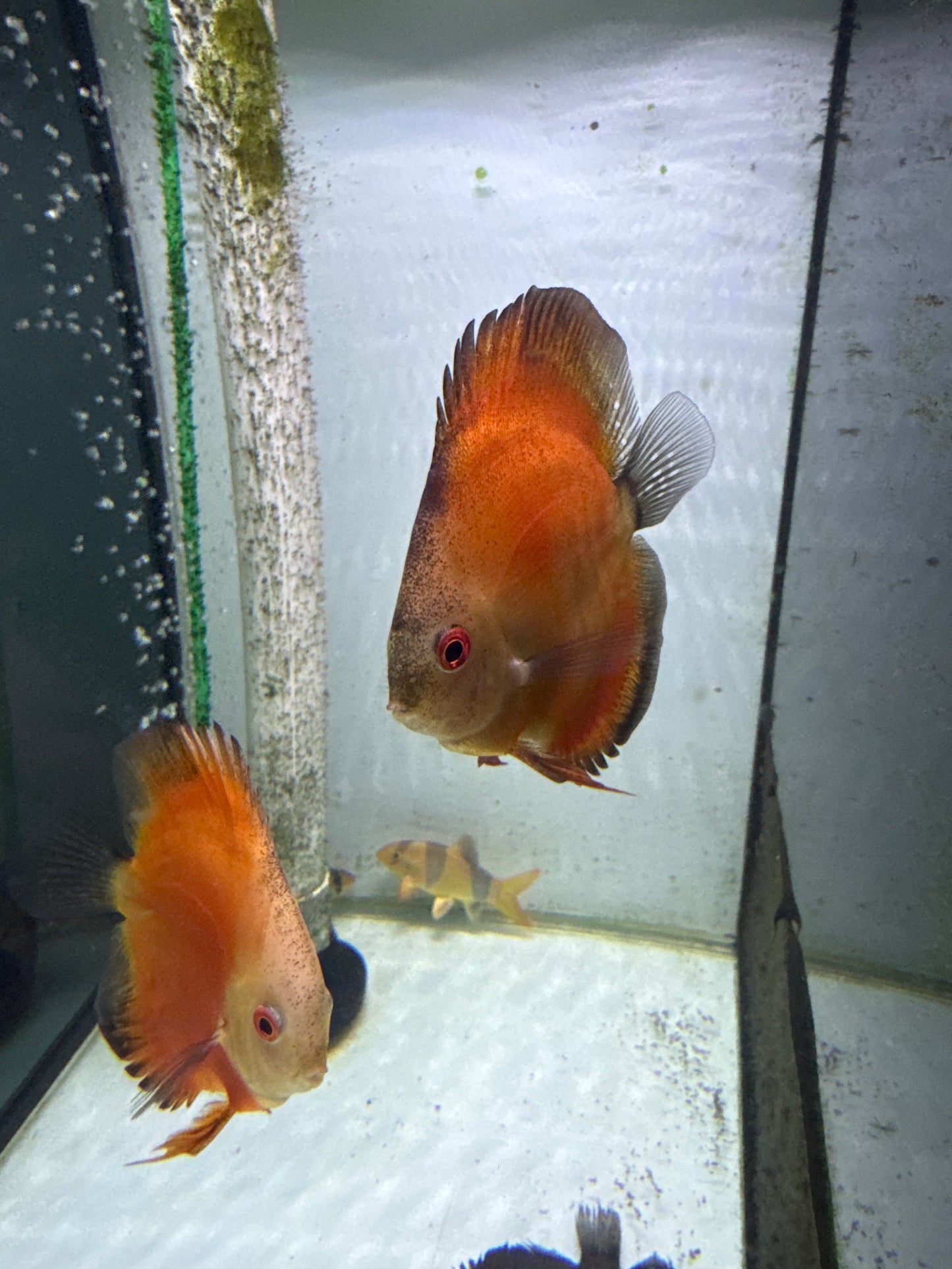 Golden Sunset Discus (Symphysodon sp.)