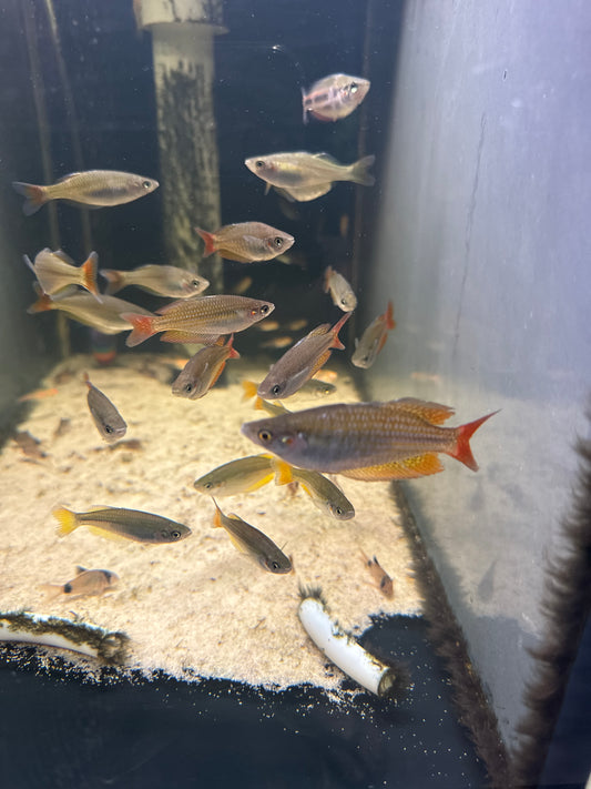 Eastern Rainbowfish Deepwater Creek(Melanotaenia splendida)