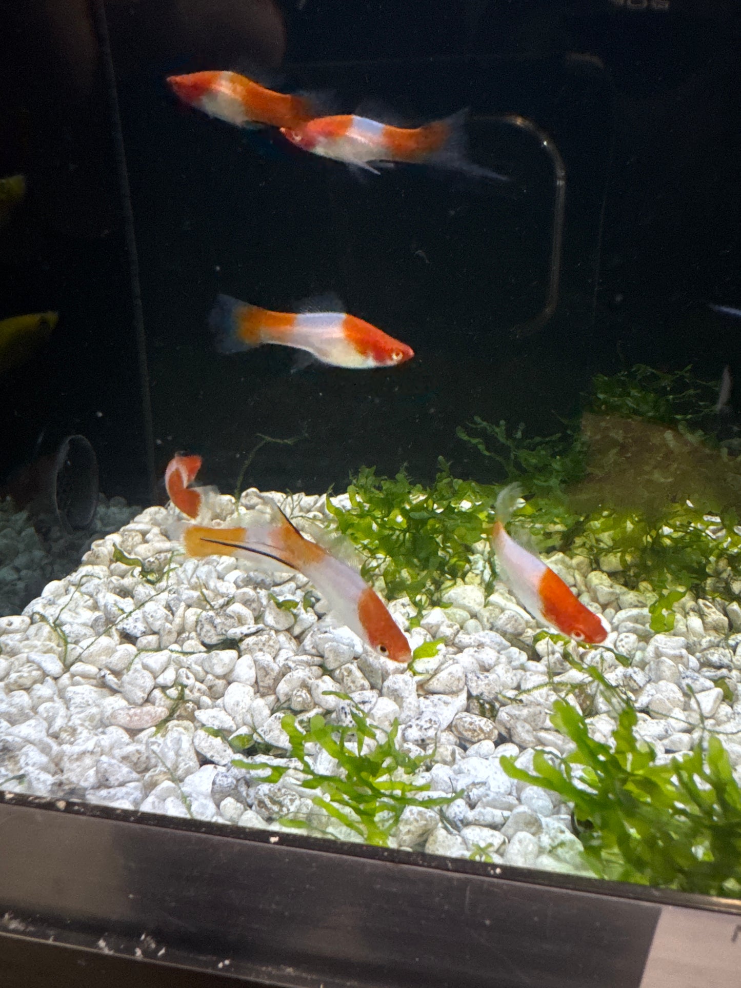 santa Claus swordtail (Xiphophorus helleri)