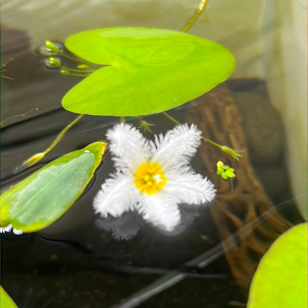 Nymphoides aquatica SUBMERSED/PLANT Banana Lily S057