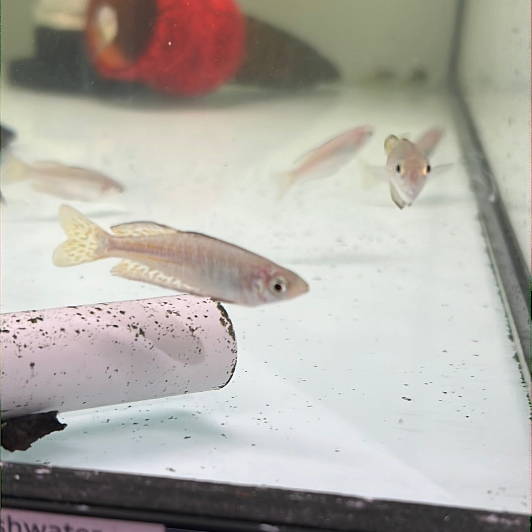How Do Eastern Rainbowfish Adapt to the Changes in Australia's