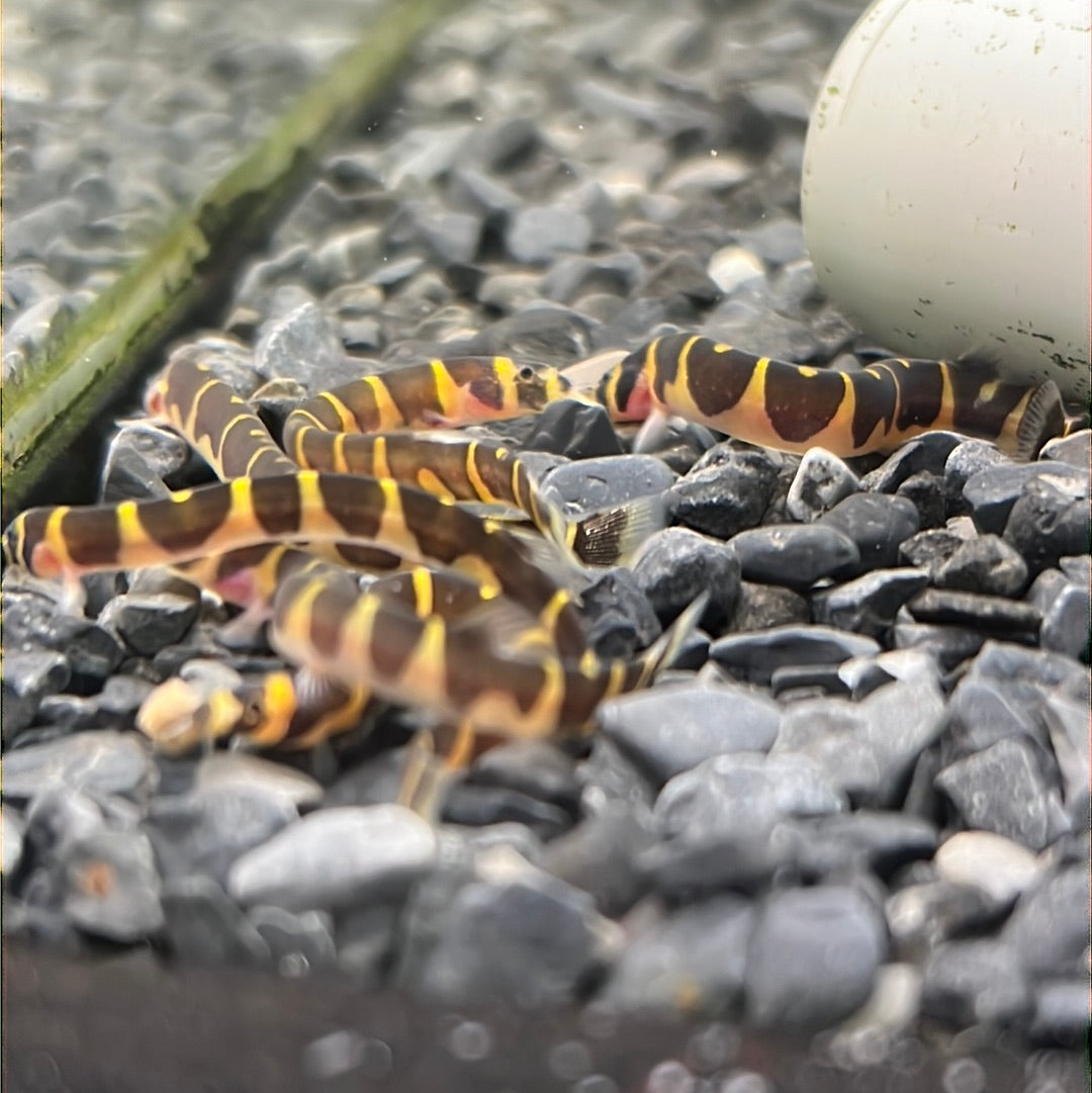 Kuhlii Loach (Pangio Kuhlii)