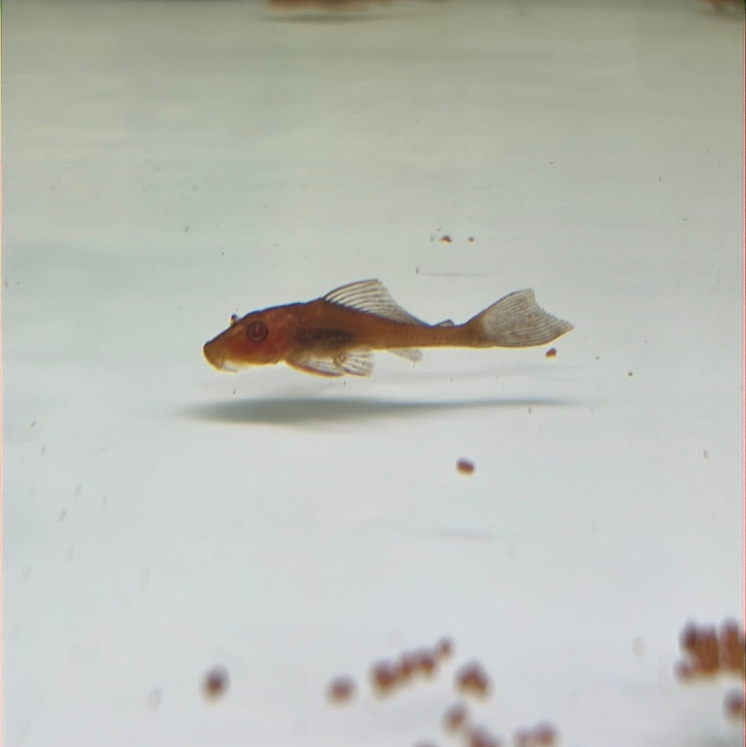 Golden Pleco  (Glyptopterichthys sp)