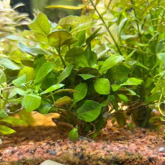 Ludwigia natans s027