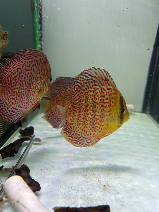 Ring Leopard Discus (Symphysodon sp.)