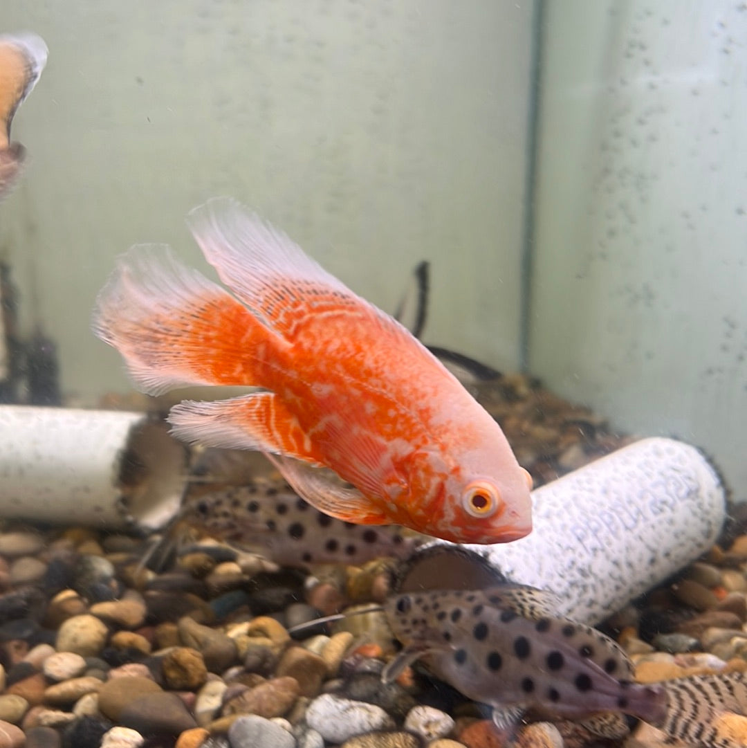 Red Nemo Oscar Longfin (Astronotus ocellatus)