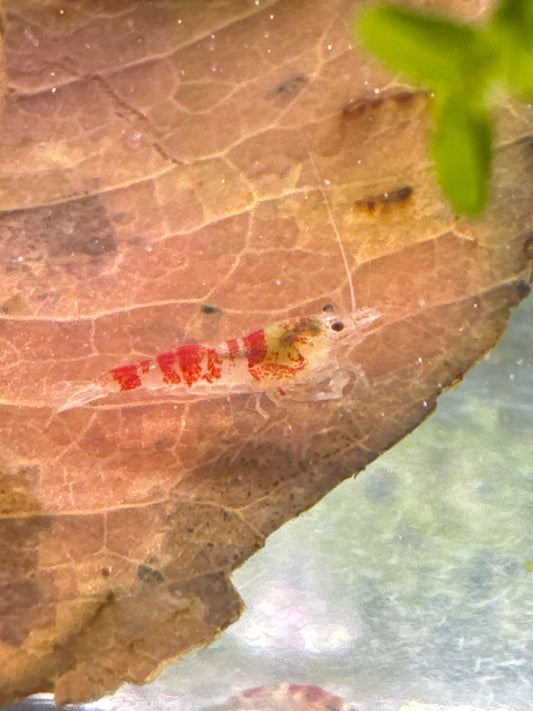 Red Caleco Bee shrimp (Caridina)