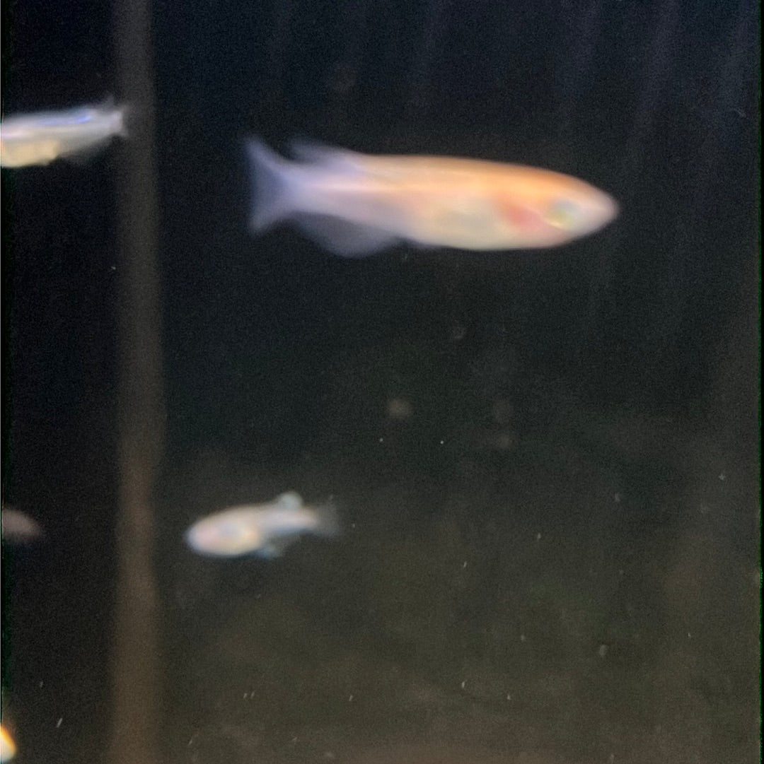 Medaka Rice fish (Oryzias Latipes) Platinum