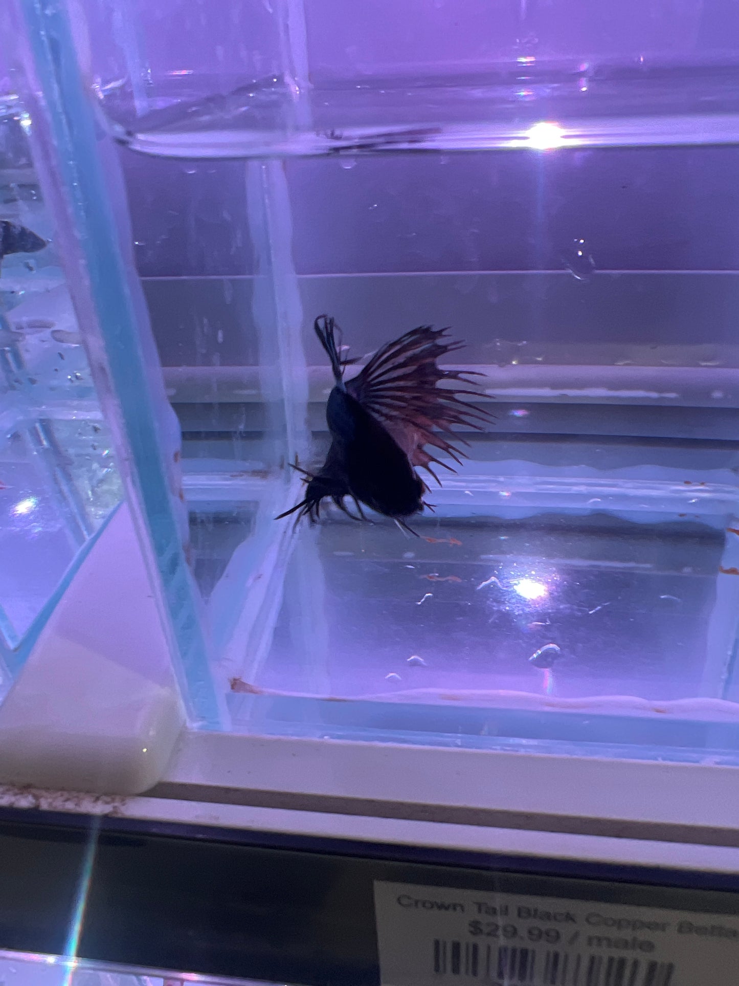 Crown Tail Black Copper Betta