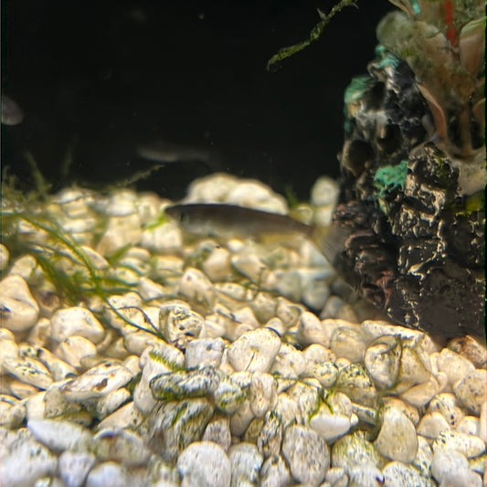 Medaka Rice fish (Oryzias Latipes) black