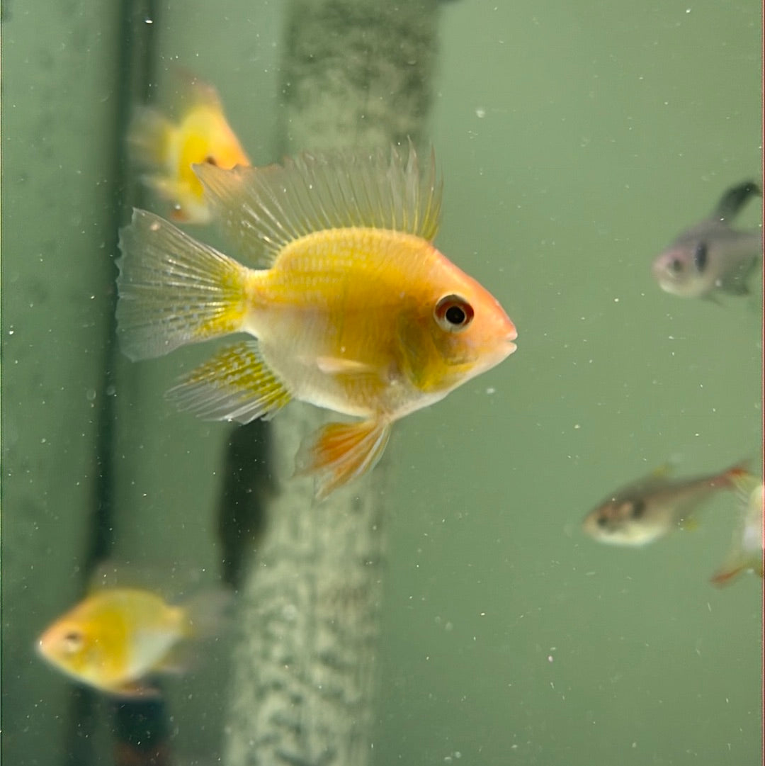 Gold Balloon Rams (Mikrogeophagus ramirezi)