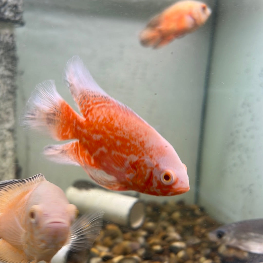 Red Nemo Oscar Longfin (Astronotus ocellatus)