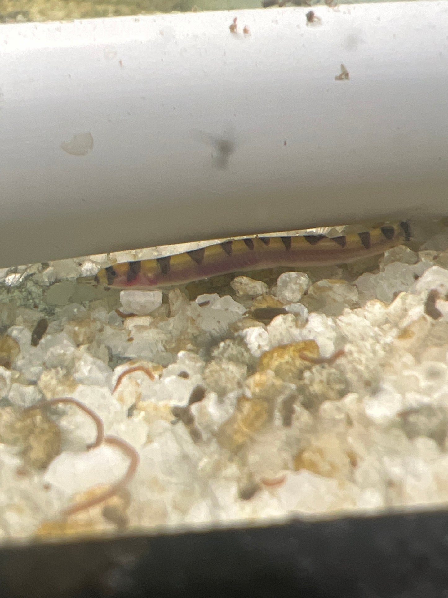 Cuneo Pygmy Kuhlii Loach (Pangio cuneovirgata)