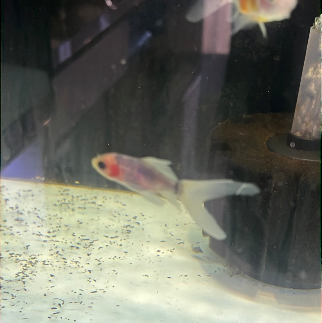 Nymph Goldfish(Carassius auratus)